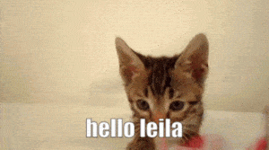 Philzapussy: Cute Kitten Says Hello Leila
