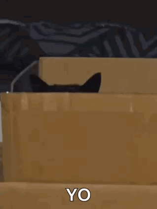 Curious Cat Peeks Out of Box