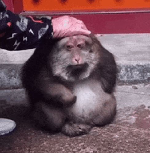 Sad Monkey Monkey Sad