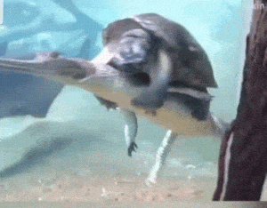 Turtle Riding Alligator Funny Animals