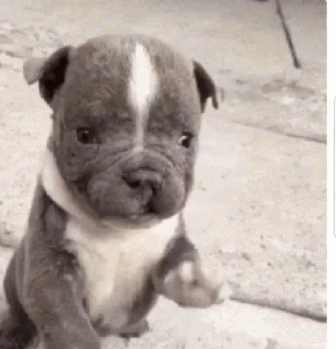 Cute Puppy Waving Hello