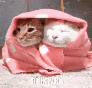 Cute Cats Wrapped in Blanket - Hi Kayla