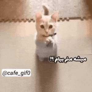 قول میدی؟