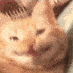 Funny Smiling Cat Close-Up