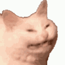 Ballsdex Kot Meme Cat Sneeze