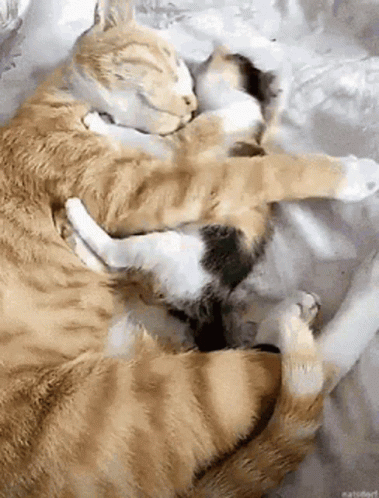 Sweet Cats Cuddling on Bed