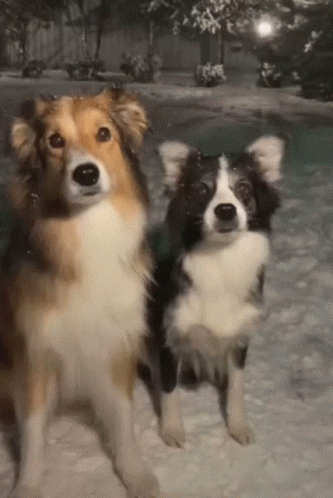 Cute Dogs Stack Up in Snow