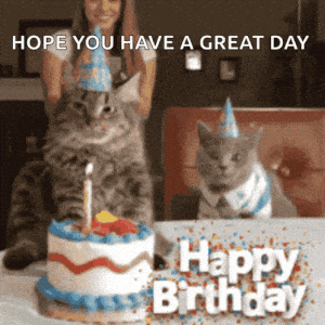 Cats Celebrate Birthday, Cake Gets Smashed