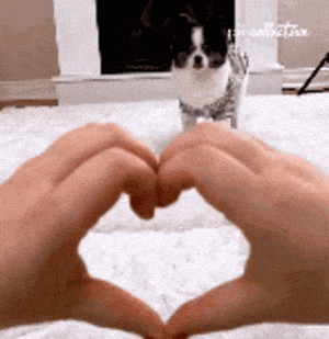 Heart Hands with Happy Dog