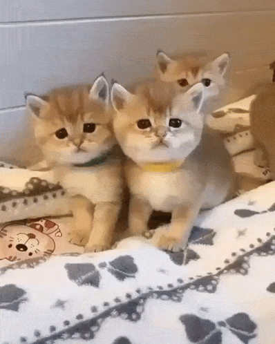 Adorable Sad-Faced Kittens on a Blanket