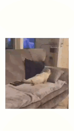 Cats Memes