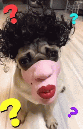 Pug in Wig and Mask: Que What?
