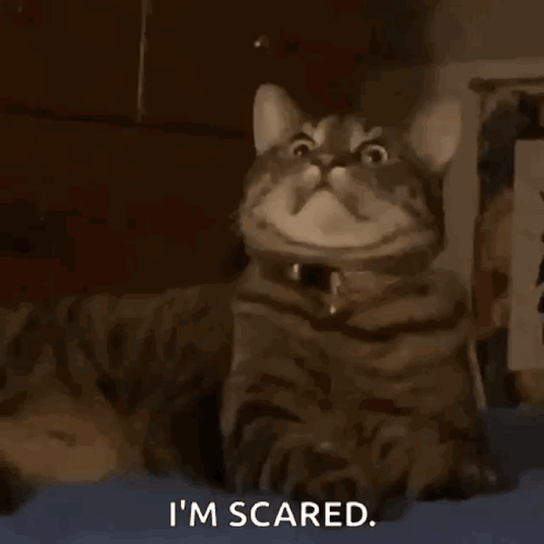 Cat Cats