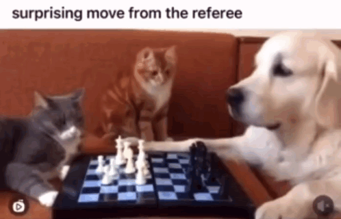 Lyxocx, Lux & Cats Play Chess