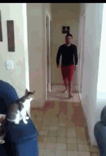 Cat Gives Man a High Five
