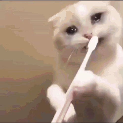 Zonegif Pandlrgif