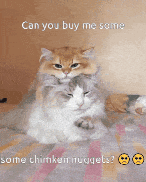 Cute Cats Ask for Chimken Nuggets