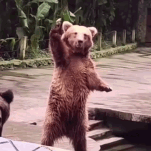 Brown Bear Waving 'I Love You'