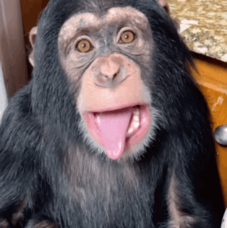 Funny Chimpanzee Sticking Out Tongue