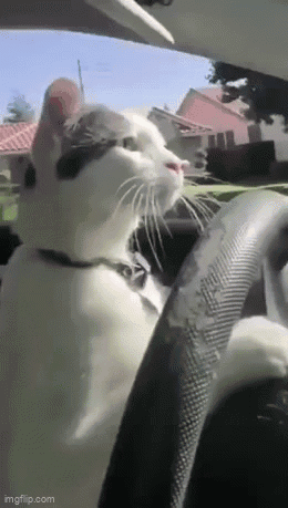 Funny Cat Driving Car