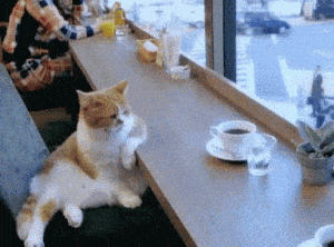 Bored Cat in Cafe