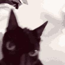 Funny Black Cat Meme