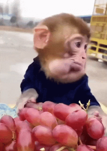 Funny Monkey Stuffing Cheeks with Grapes