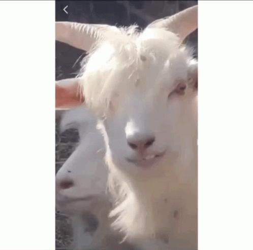 Goat's Funny Face - No Following