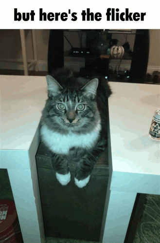 Cat Meme Cat Memes