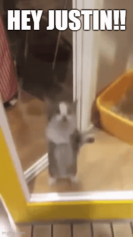 Funny Cat Calls Out 'Hey Justin!'