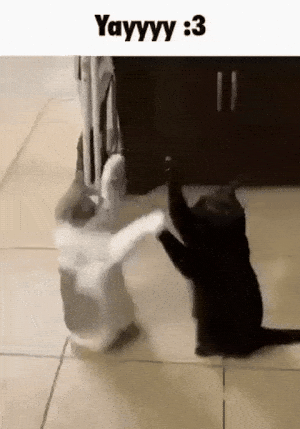 two cats playing with each other
