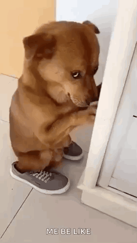 Dog Hiding