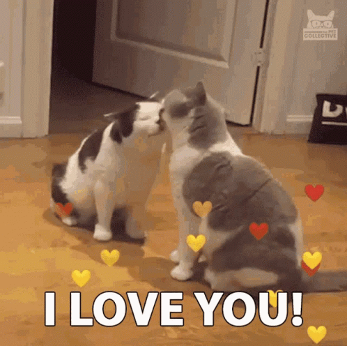 Cats Kissing: I Love You!
