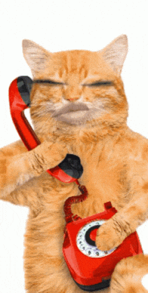 Cat on the Phone: Hello Call Me