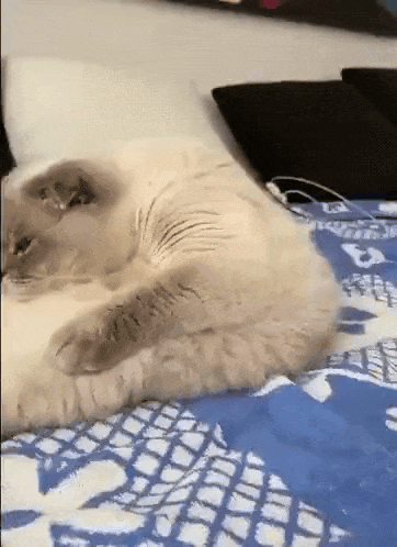 Folded cat