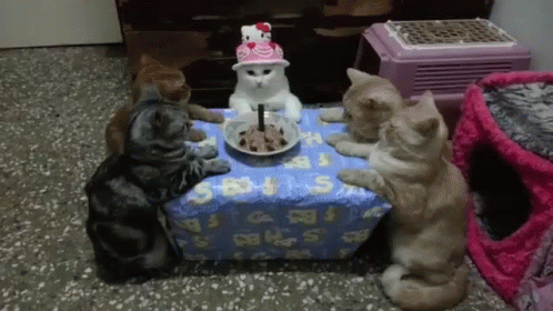 Purrfday Party: Cats Celebrate with Hello Kitty Cake