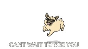 Excited Pug Jumps: Can't Wait to See You!