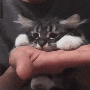 Very Sad Cat Cat Crying
