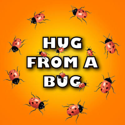Hug From A Bug: Ladybug Love