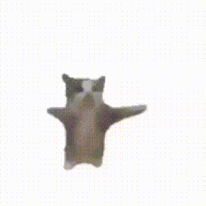 Funny Cat Jump