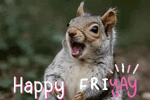 Happy FRIYAY Squirrel Meme - Squirrel Love