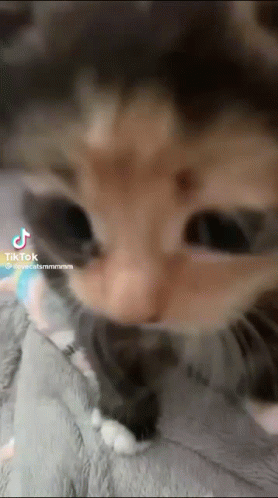 Adorable Kitten Close-Up: Cute Kitty Love