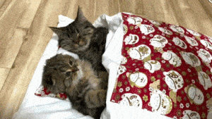 Cute Cats Raiken and Bihanya Snuggling