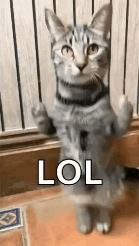 Funny Cat Dancing with LOL Overlay