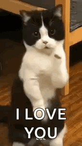 Cat Says I Love You