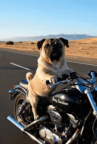 Pugs Pugs Not Drugs