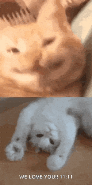 Funny Cat Meme Faces