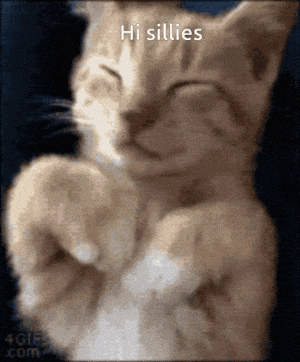 Silly Cat Playing Peek-a-Boo