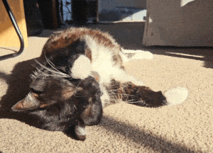Cat Funny Cat
