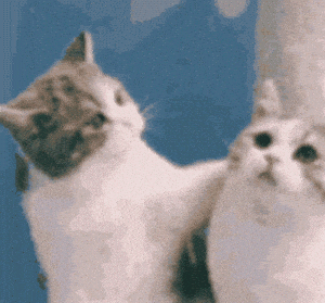 Kitty Love